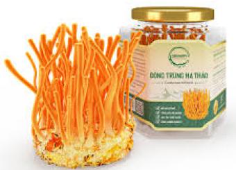 Đông Trùng Hạ Thảo Hàn Quốc 
